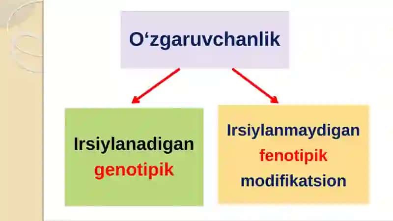 O‘zgaruvchanlik 3