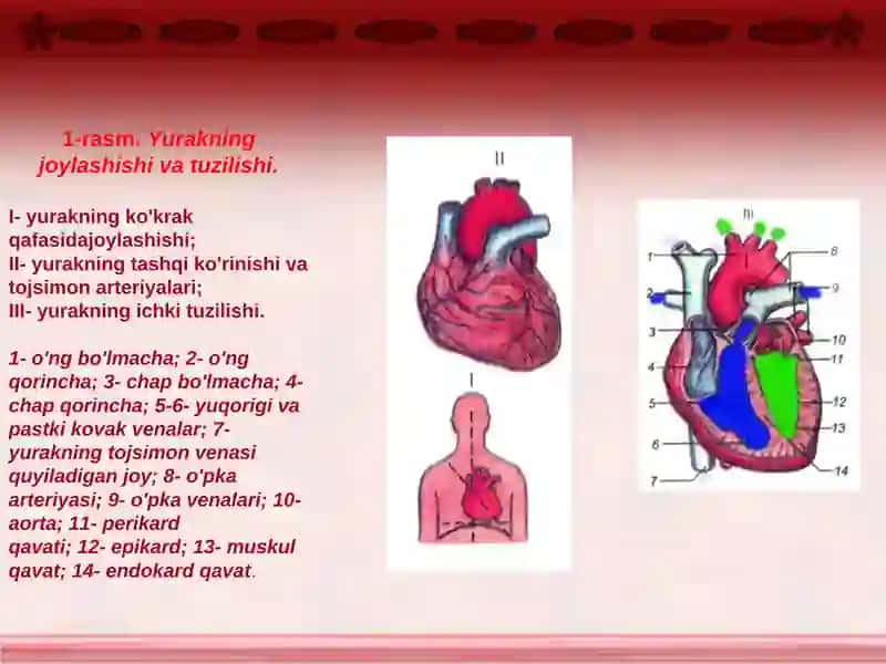 Qon aylanish sistemasining kasaliklari 3