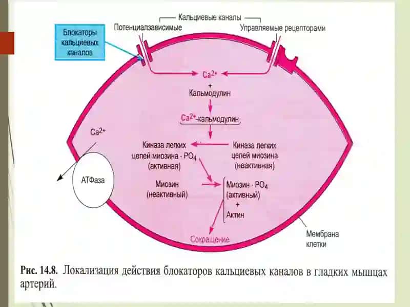 Antigipertenziv-GIPOTENZIV DORI VOSITALARI 3