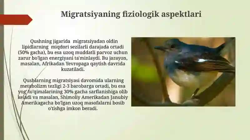 Qushlarning kelib chiqishi va evolyutsion taraqqiyoti 3
