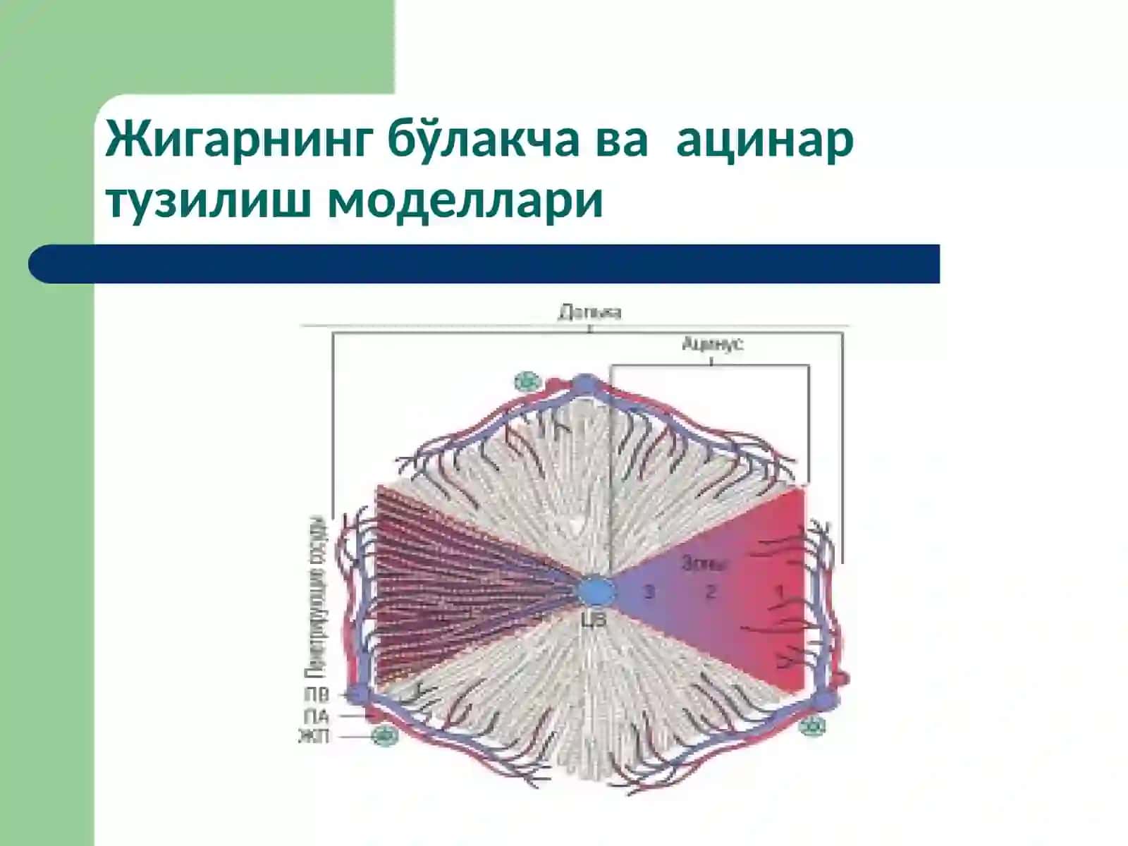 Жигарпатофизиологияси 3