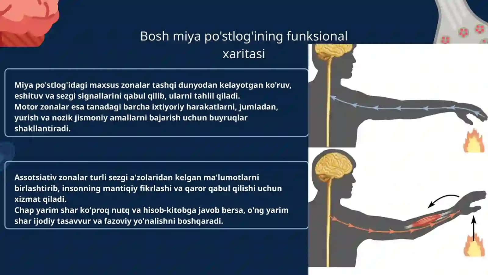 Oliy asab faoliyatining mohiyati va ahamiyati 3