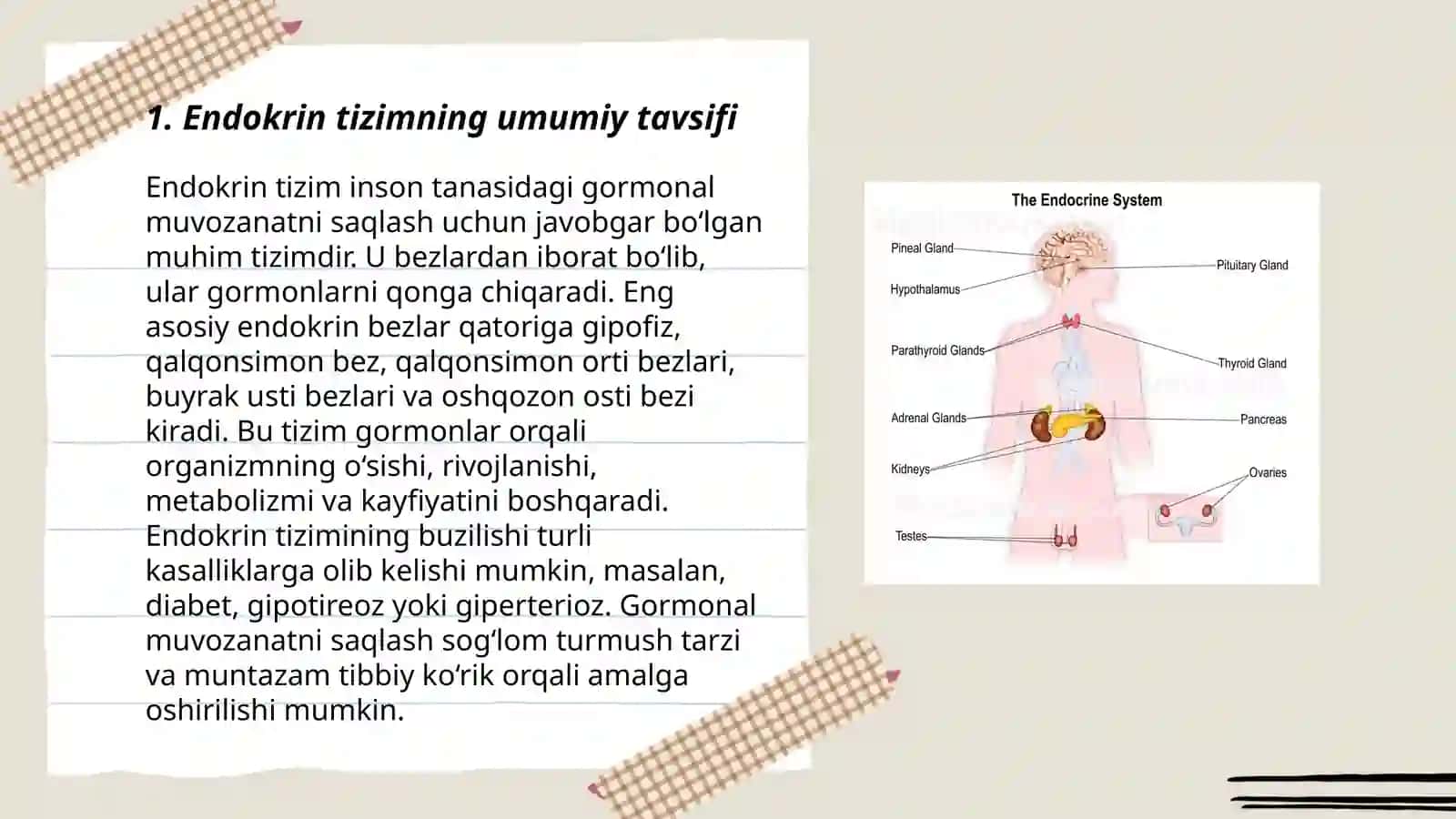 Endokri tizim 3