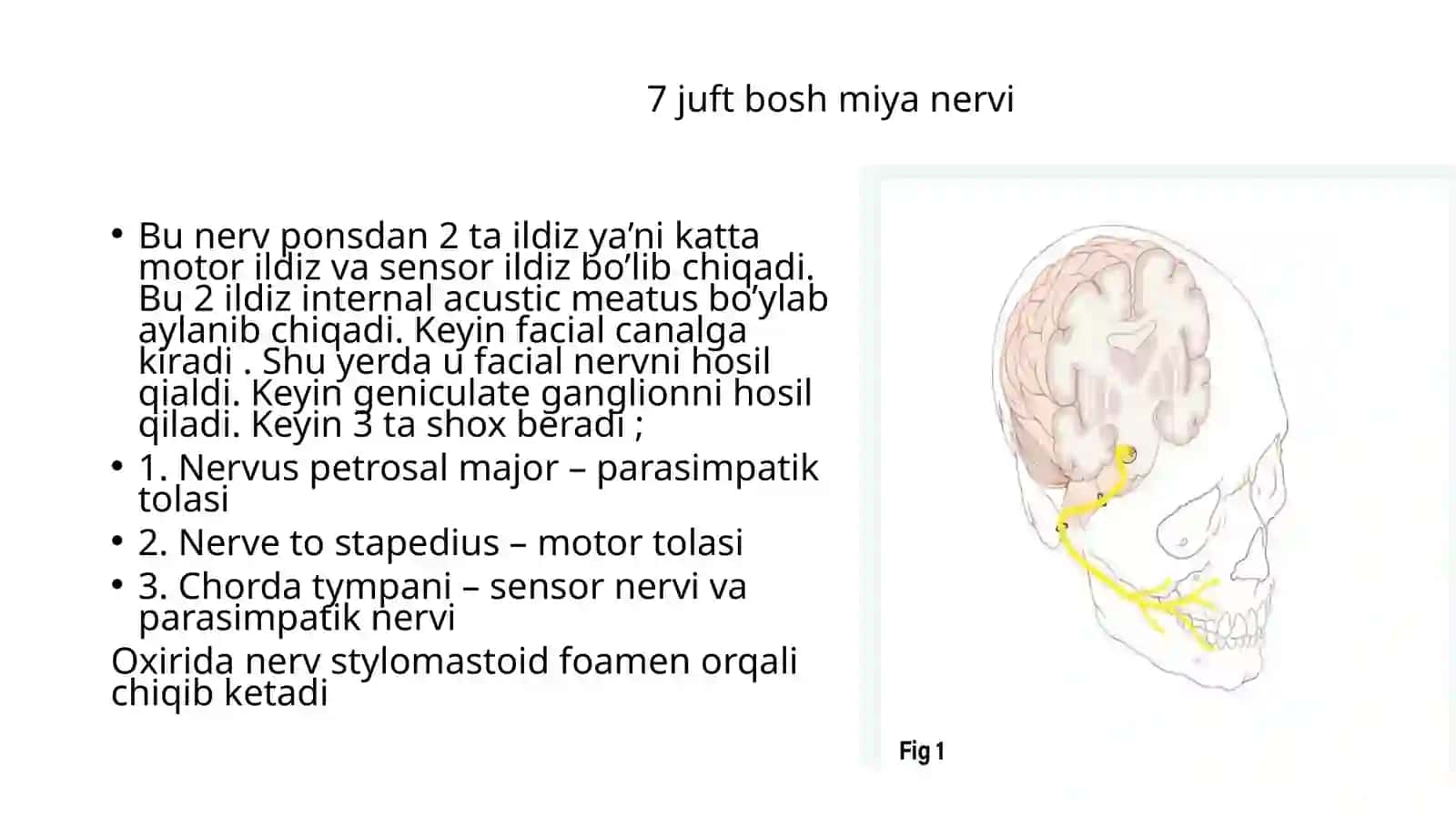 Boshmiyanervlari(7,8,9) 3