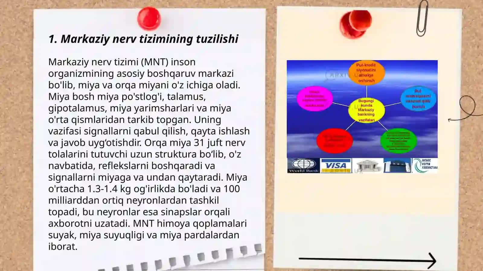 Markaziy Nerv Tizimi Fiziologiyasi 3
