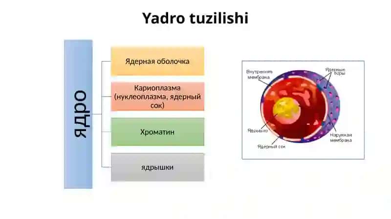 Yadro 3