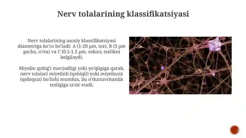 Nervtolalarivasinapslarfiziologiyasi 3