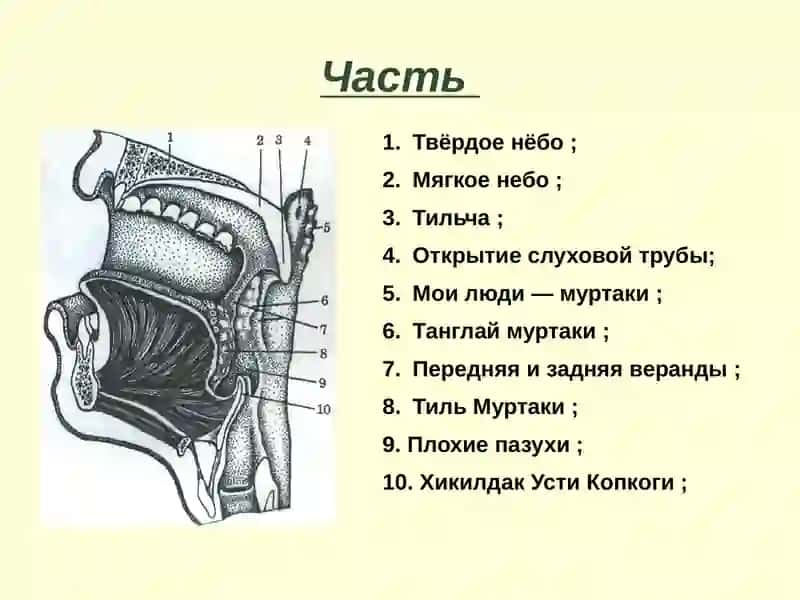 гортань и ее органы 3