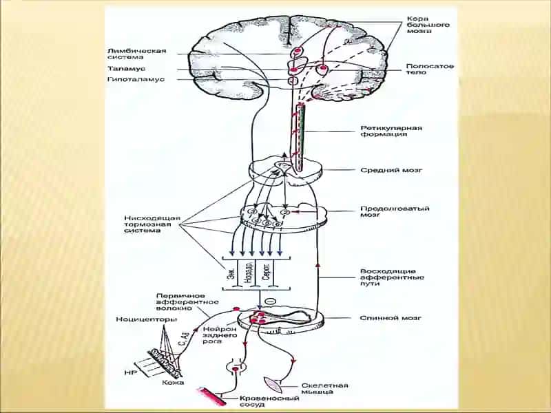 НАРКОТИЧЕСКИЕ И НЕНАРКОТИЧЕСКИЕ АНАЛЬГЕТИКИ 3
