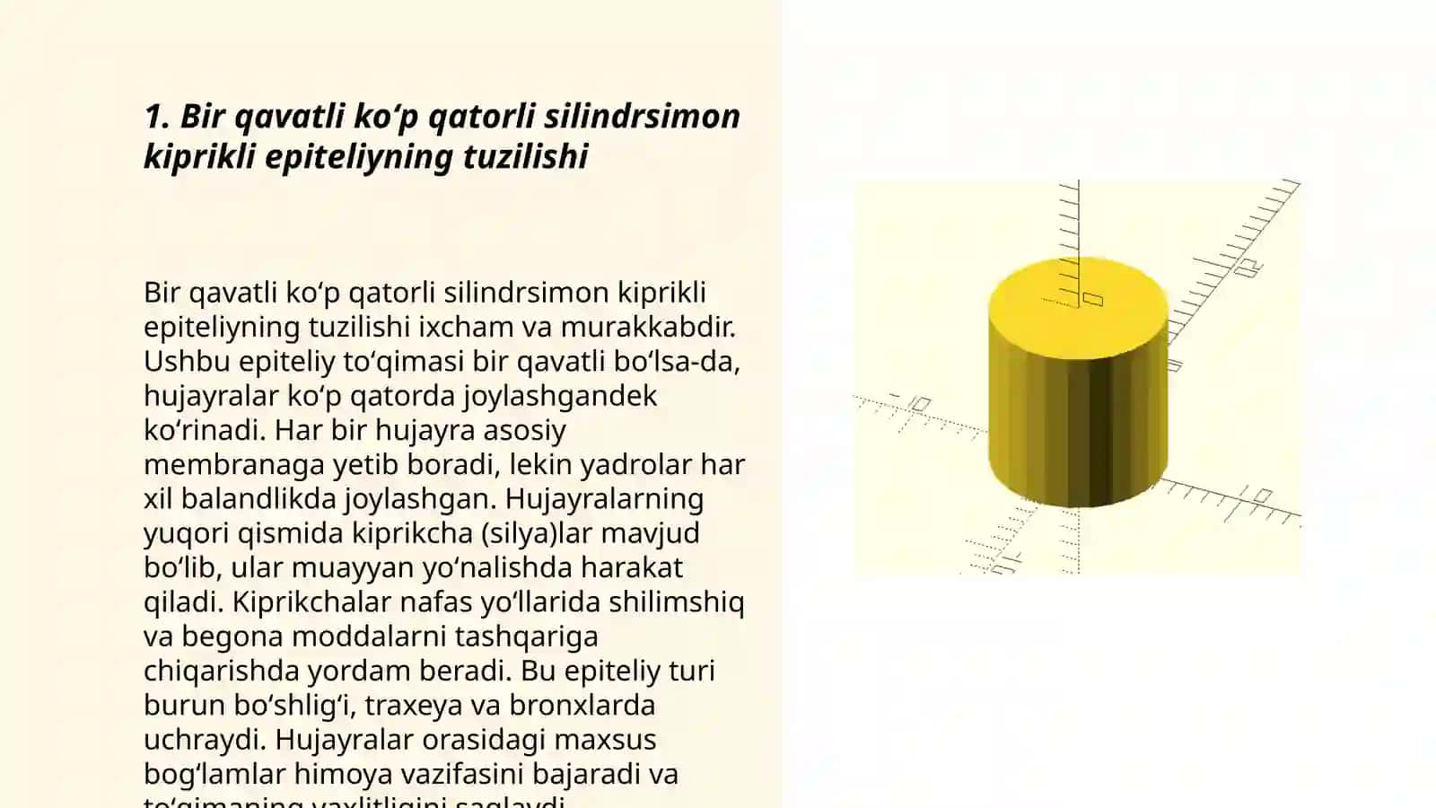 Bir qavatli koʻp qatorli silindrsimon kiprikli epiteliy 3