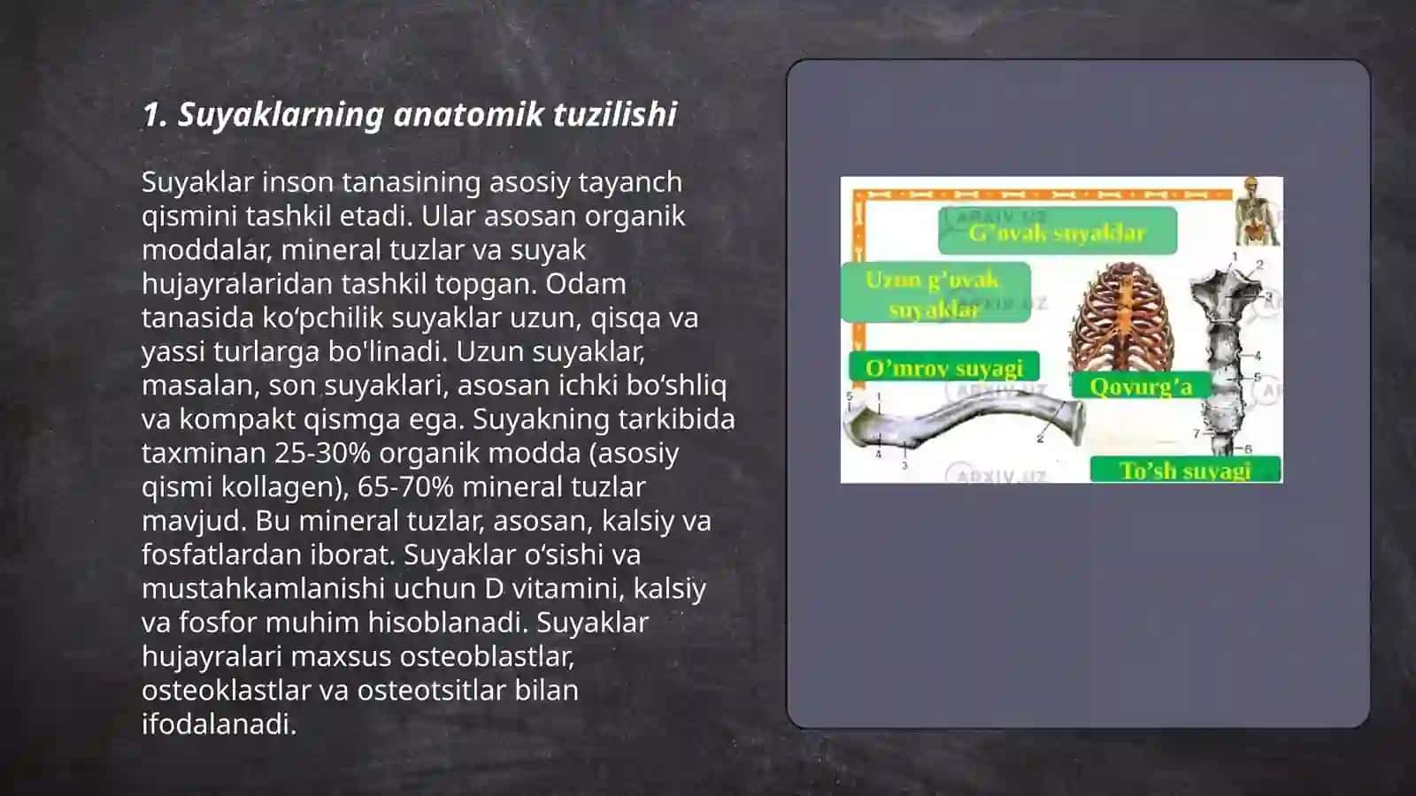Suyaklarning tuzilishi, rivojlanishi va kimyoviy tarkibi 3