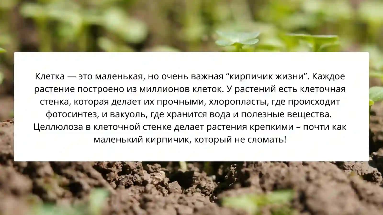 Растительный мир и растительный покров Узбекистана 3