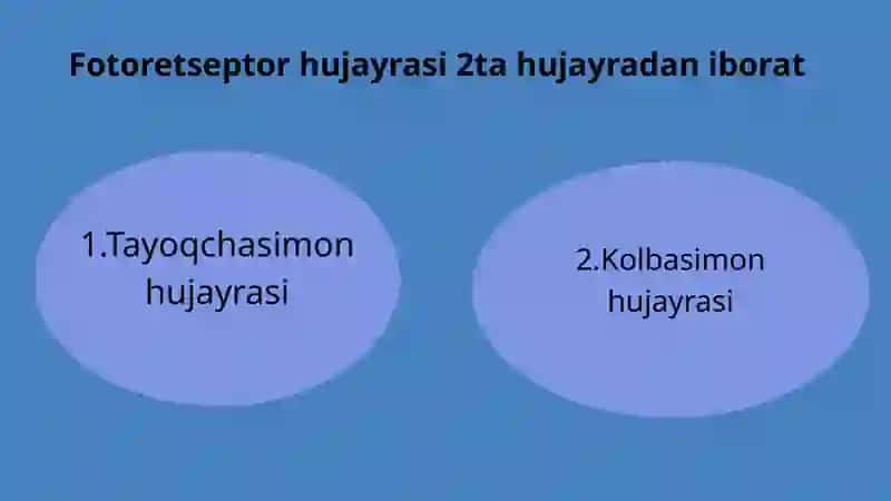 Fotoretseptor hujayralarning ultrastukturasi va gistofiziologiyasi 3