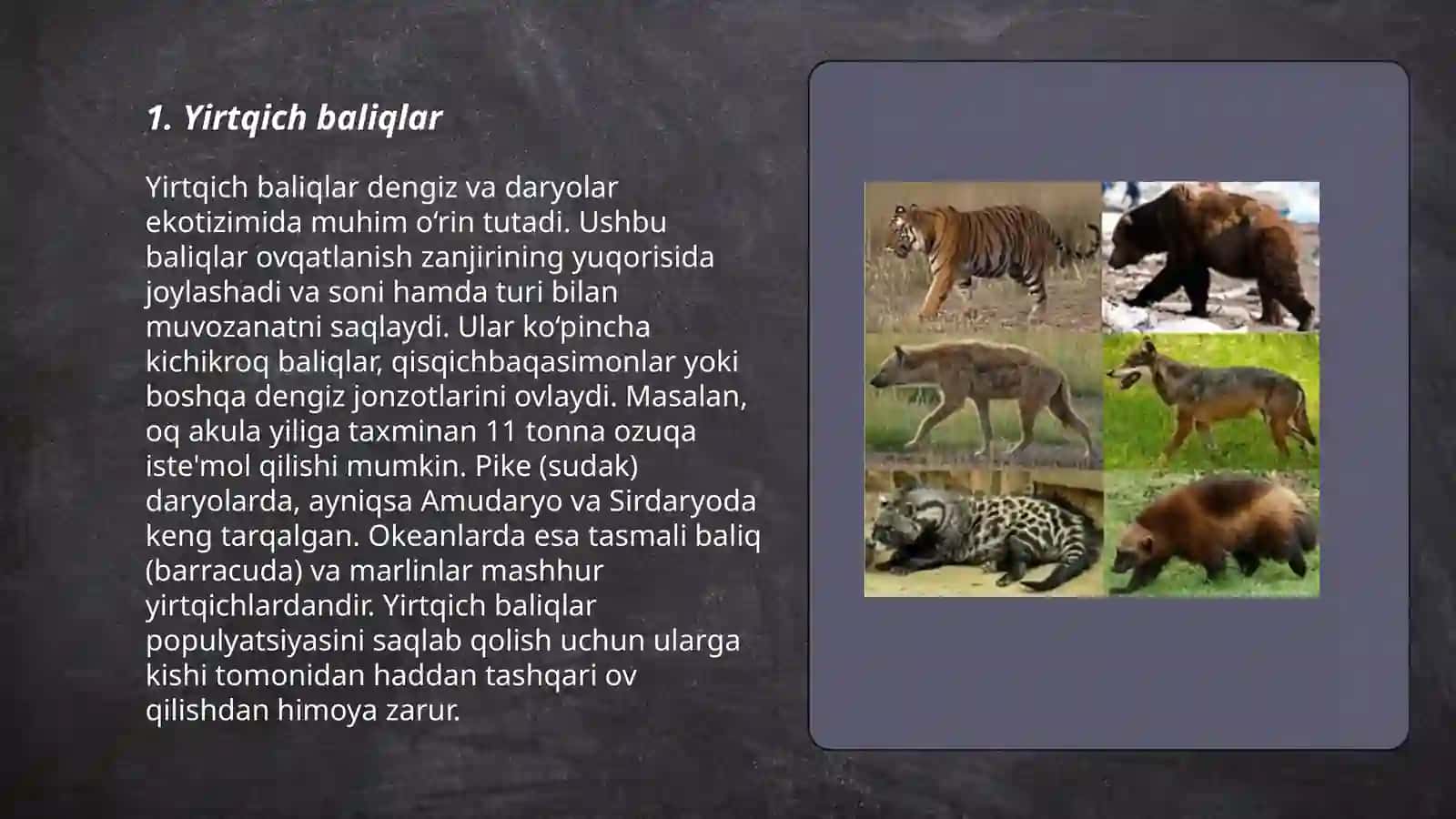 Yirtqich hayvonlar 3