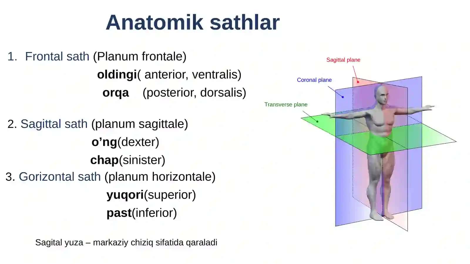 Anatomik sathlar,o’qlar. Umumiy osteologiya. Umurtqalar anatomiyasi. 3