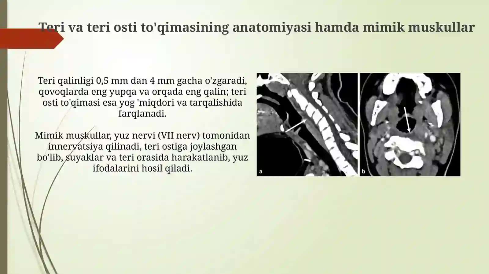Yuzning yuza flegmonalarining ochish hamda drenejlashning klinik anatomik asoslari 3