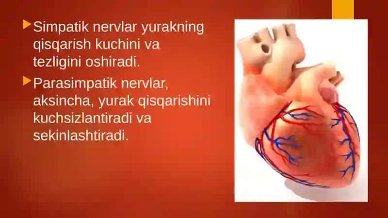 Qonaylanish organlari ishining boshqarilishi 3