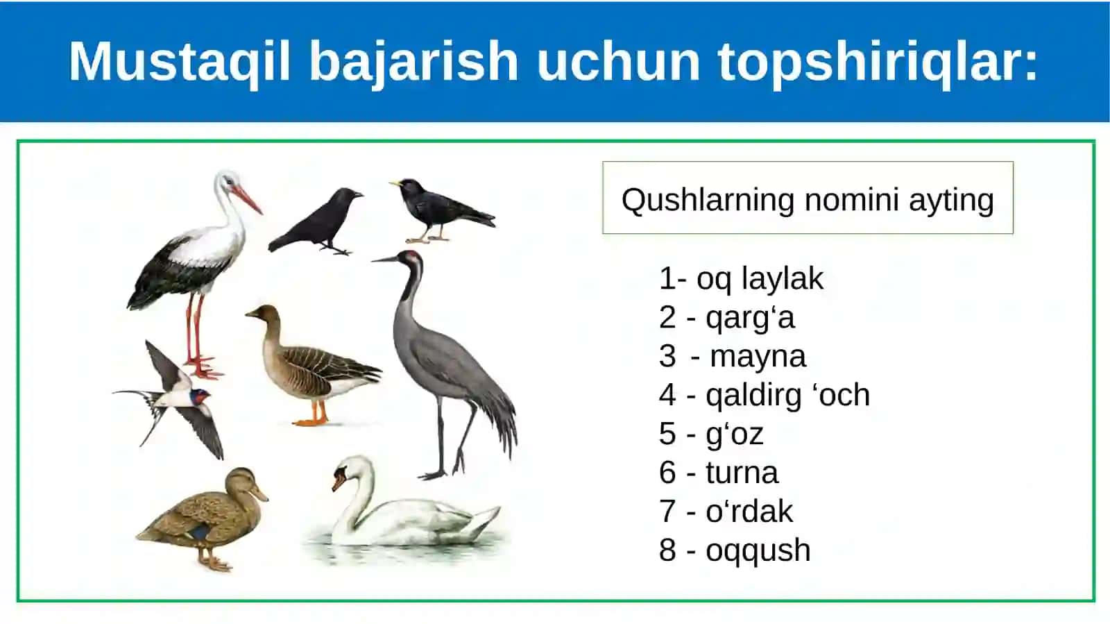 Parrandachilik 3
