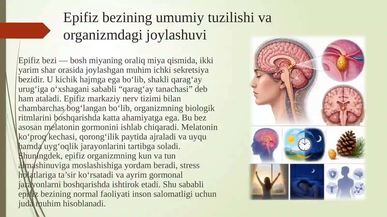 Epifizning ultratuzilishi va funksiyasi 3