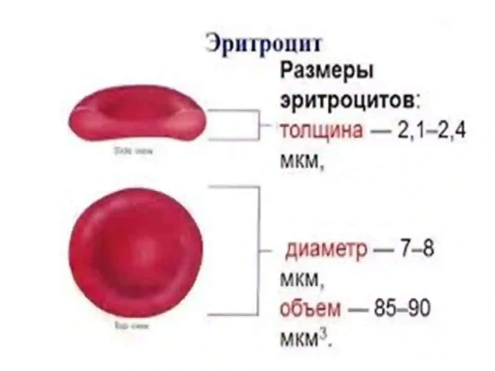 ПАТОФИЗИОЛОГИЯ  ЭРИТРОЦИТОВ 3