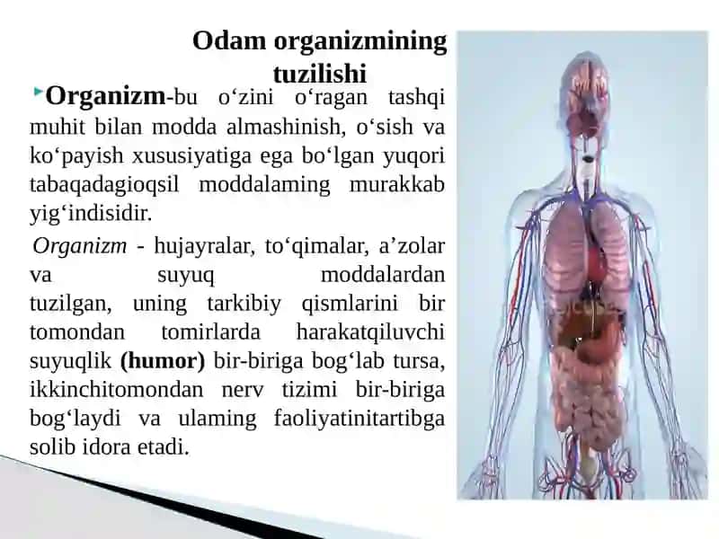 Bolalar va o’smirlar o’sishi va rivojlanishining umumiy qonuniyatlari 3