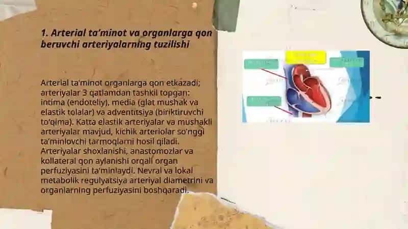 A'zolarda qon aylanishining o'ziga xosligi 3