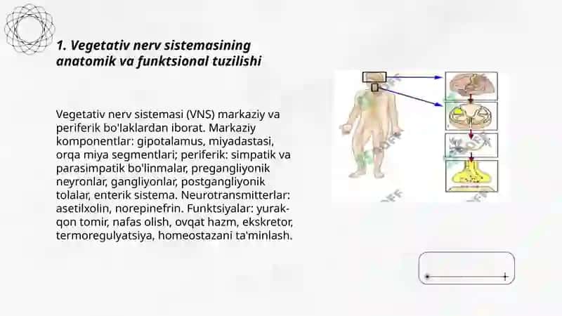vegetativ nerv sistemasi faoliyatini o'rganish 3