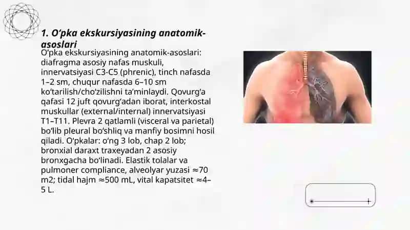 Oʻpka ekskursiyasining anatomik-asoslari 3
