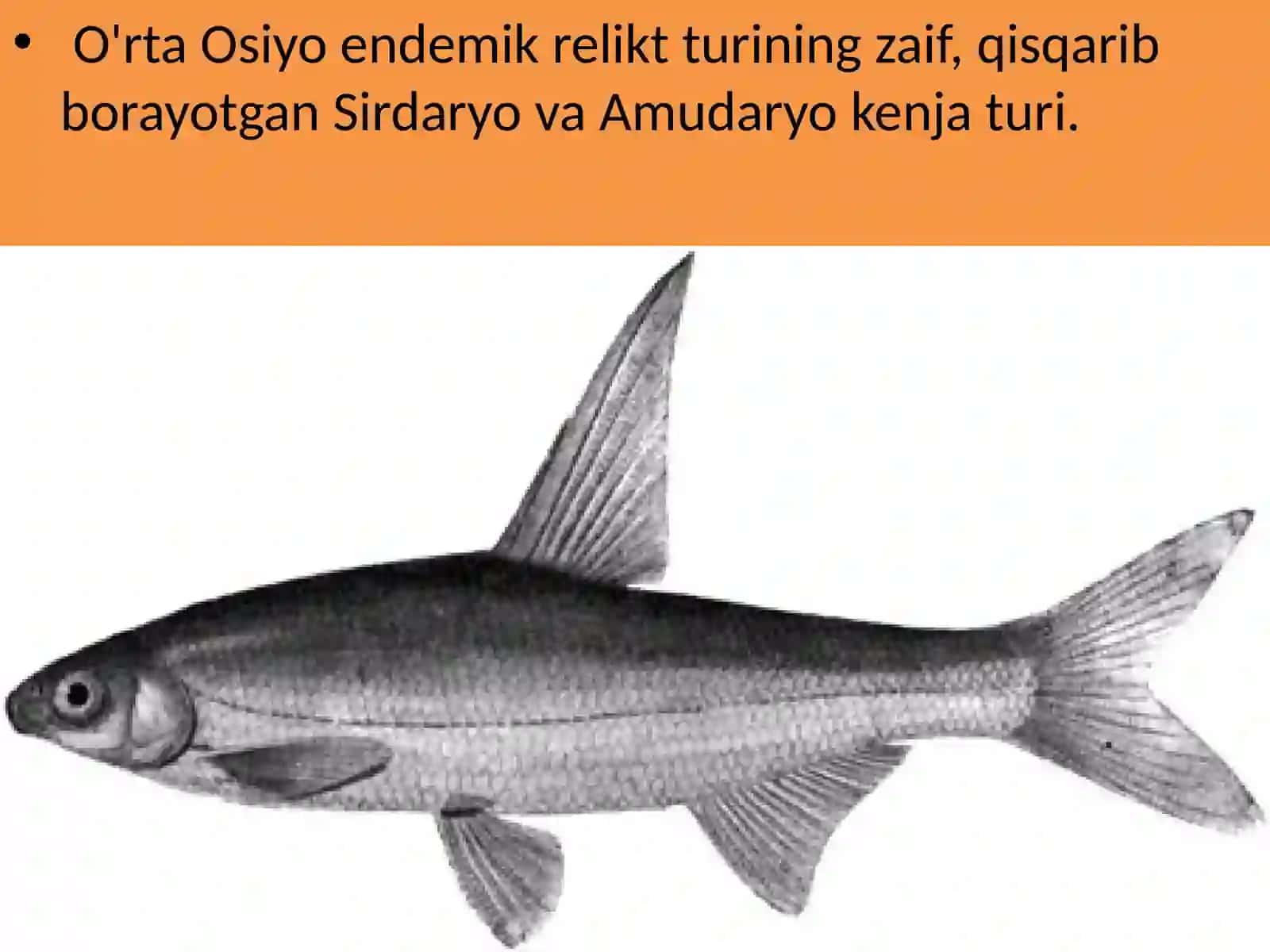 Capoetobramakuschakewitschi (orolparragi) 3