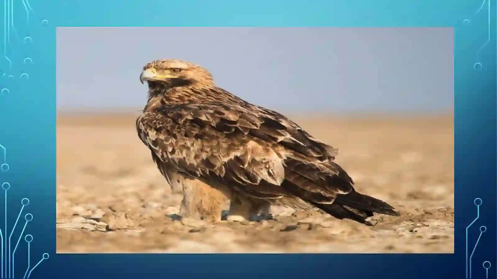 Aquila heliaca savigny-qironqora 3