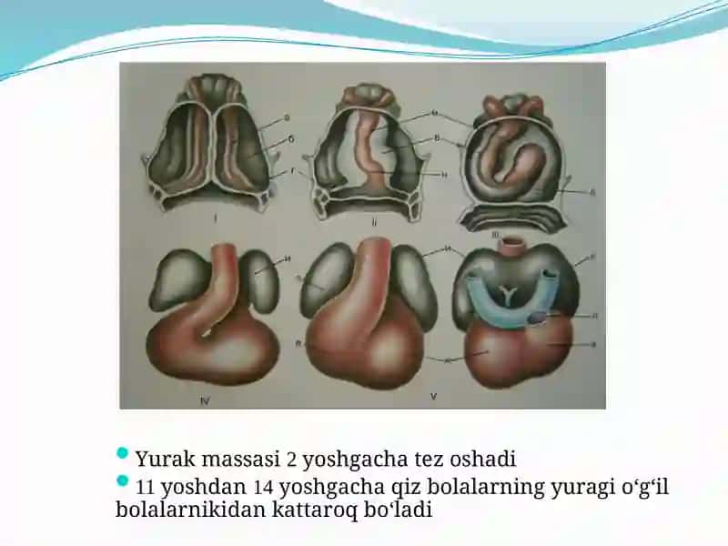 BOLALARDA YURAK-QON TOMIR TIZIMINING ANATOMO-FIZIOLOGIK XUSUSIYATLARI 3