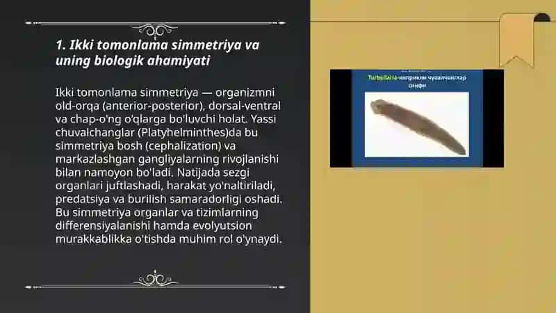 Billaterial simmetryalilar. Yassi chuvalchanglar (Platyhelminthers) tipi 3