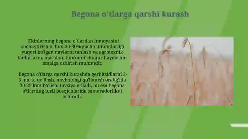 Lalmi yerlarda kuzgi va bahorgi bugʻdoy yetishtirish texnologiyasi 3