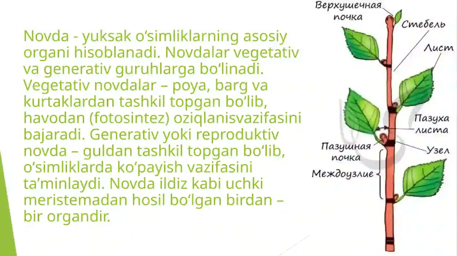 Novda va kurtakning ichki tuzilishi.Poyaning birlamchi va ikkilamchi tuzilishi 3