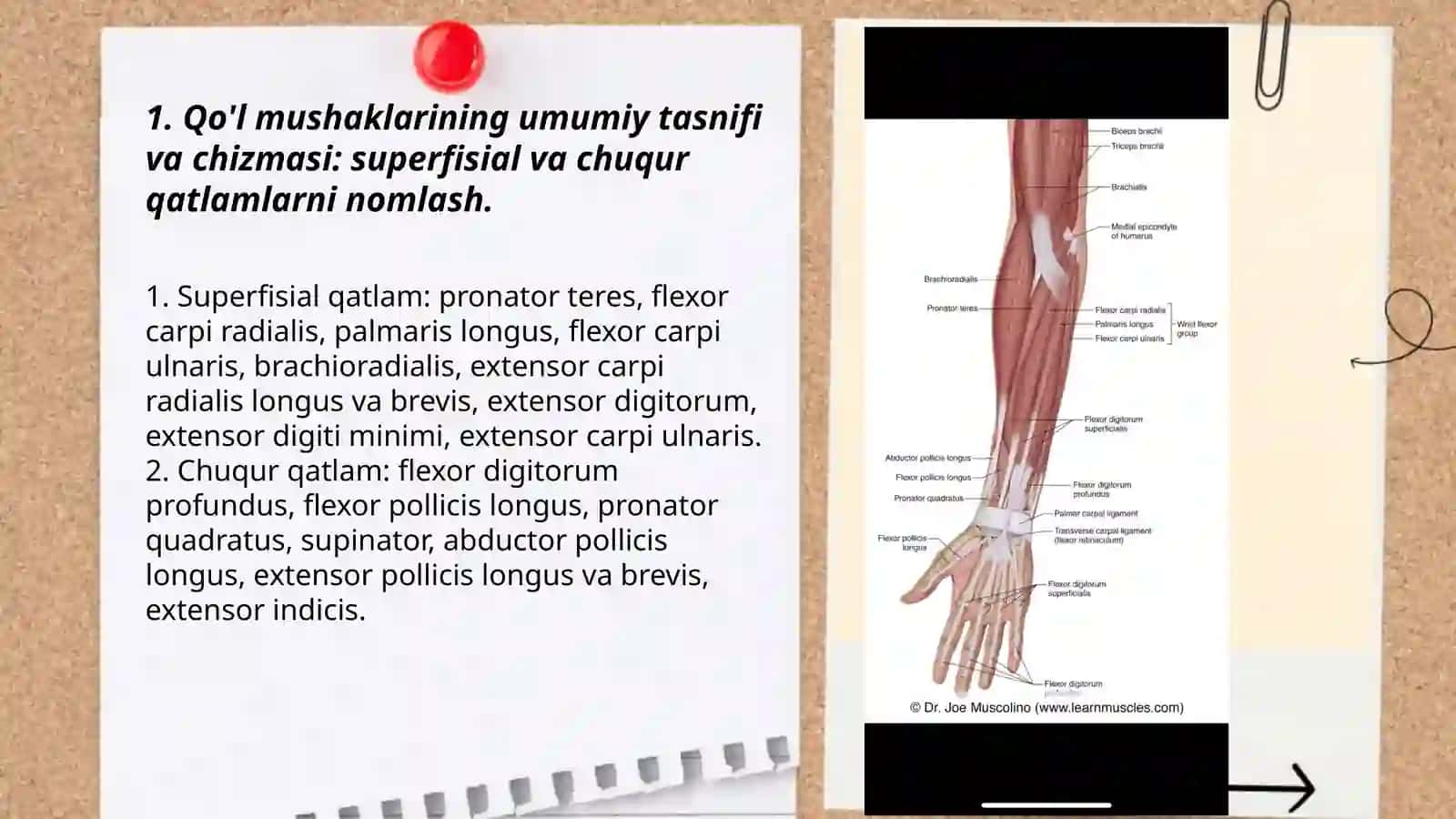 Qo'l mushaklarining anatomik nomlari va rasmini chizib aytib berish 3