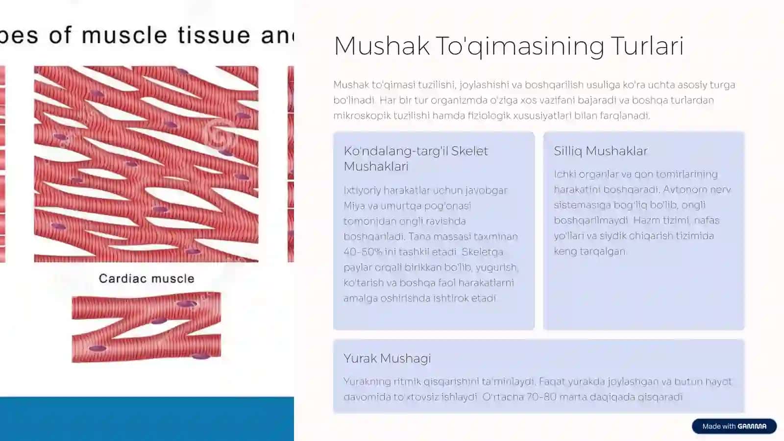Mushak To'qimasi: Harakatning Sirlari 3