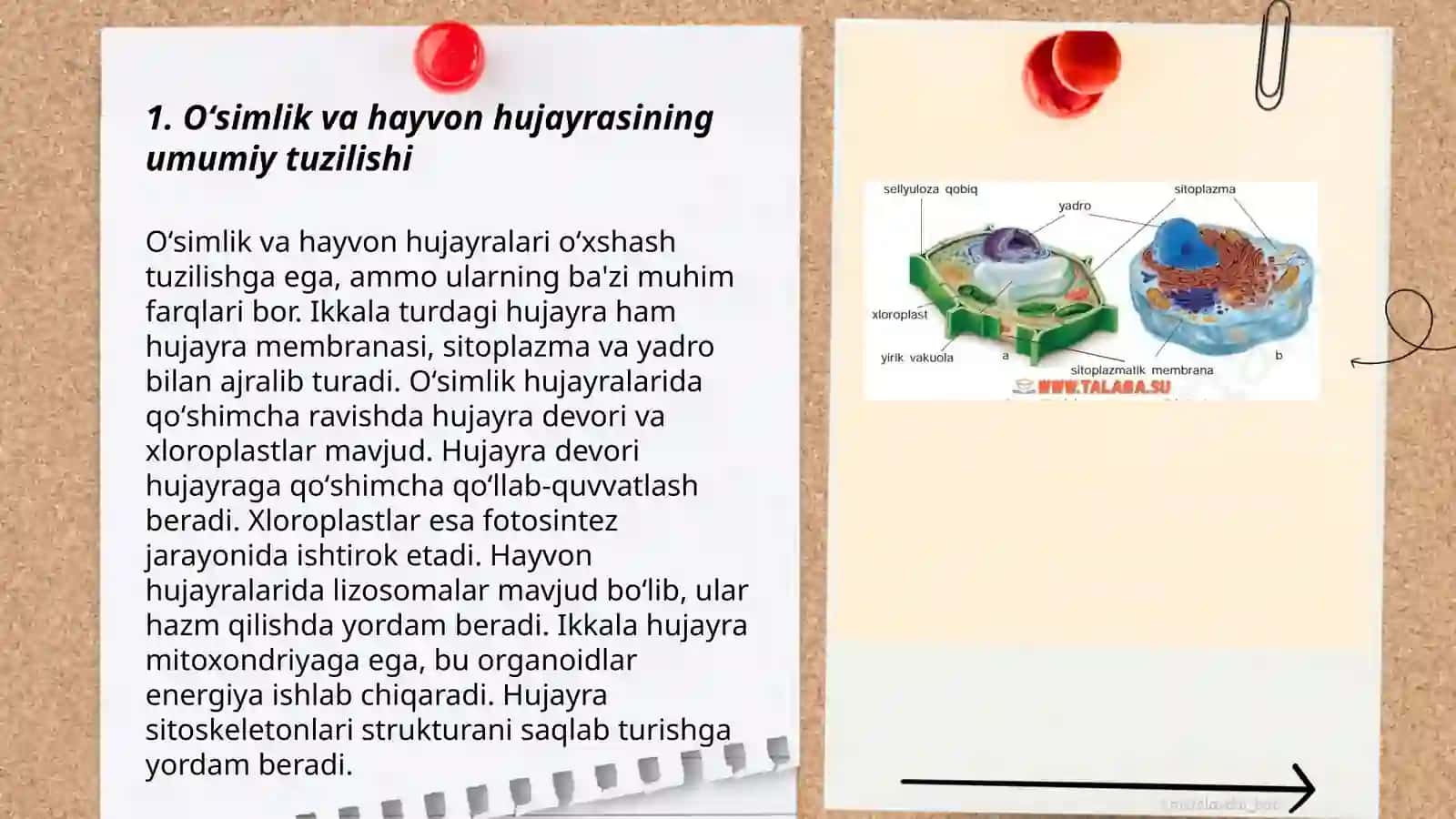 Oʻsimlik va hayvon hujayrasining oʻxshashlik va farqli belgilari 3