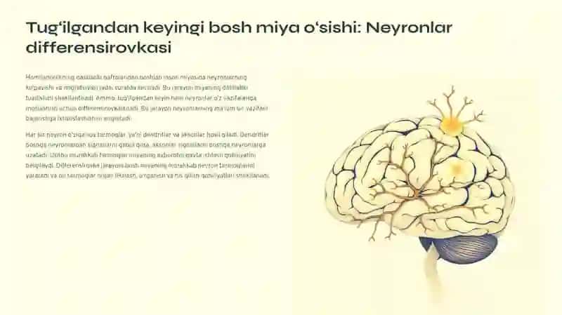 Bolalarda bosh miyaning morfologik va funksional hususiyatlari. Tug‘ilgandan keyin markaziy asab tizimining o‘sishi va differensirovkasi: neyronlar differensirovkasi, miyelinizatsiya jarayoni, asab tizimining xar xil bo‘limlarini rivojlanishi 3