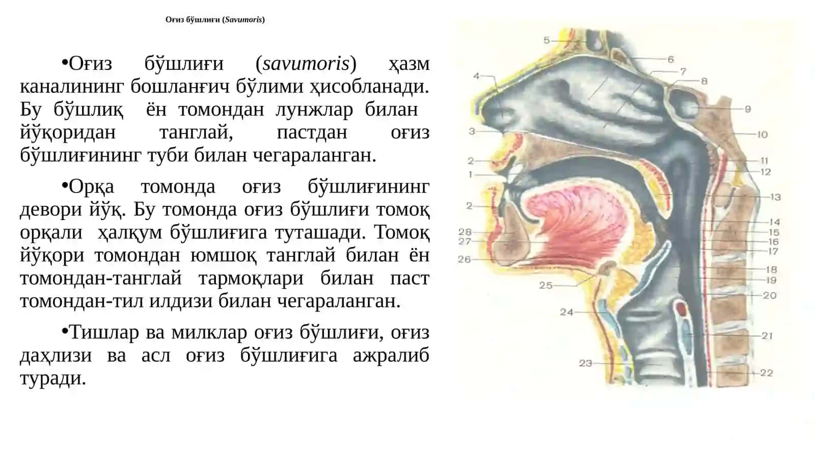 Сплахнология: Овқат ҳазм қилиш систамаси 3