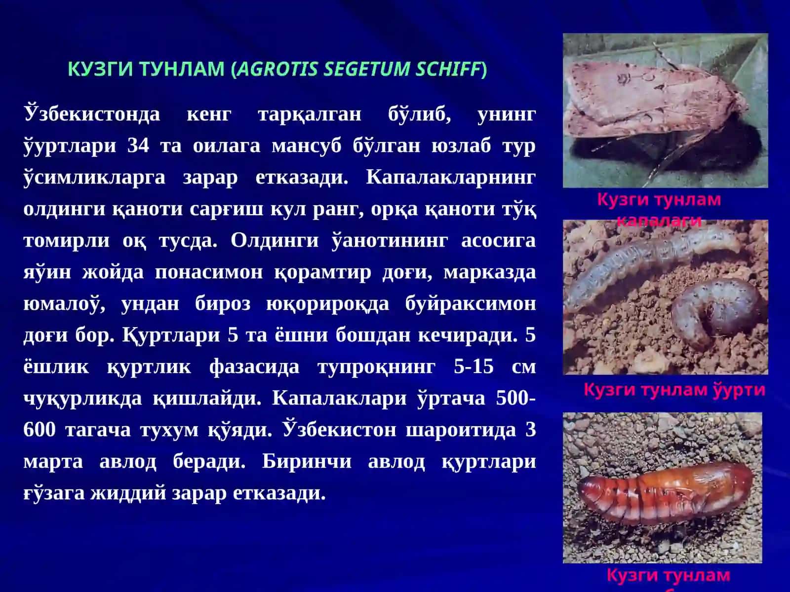 КУЗГИ ТУНЛАМ (AGROTIS SEGETUM SCHIFF) 3