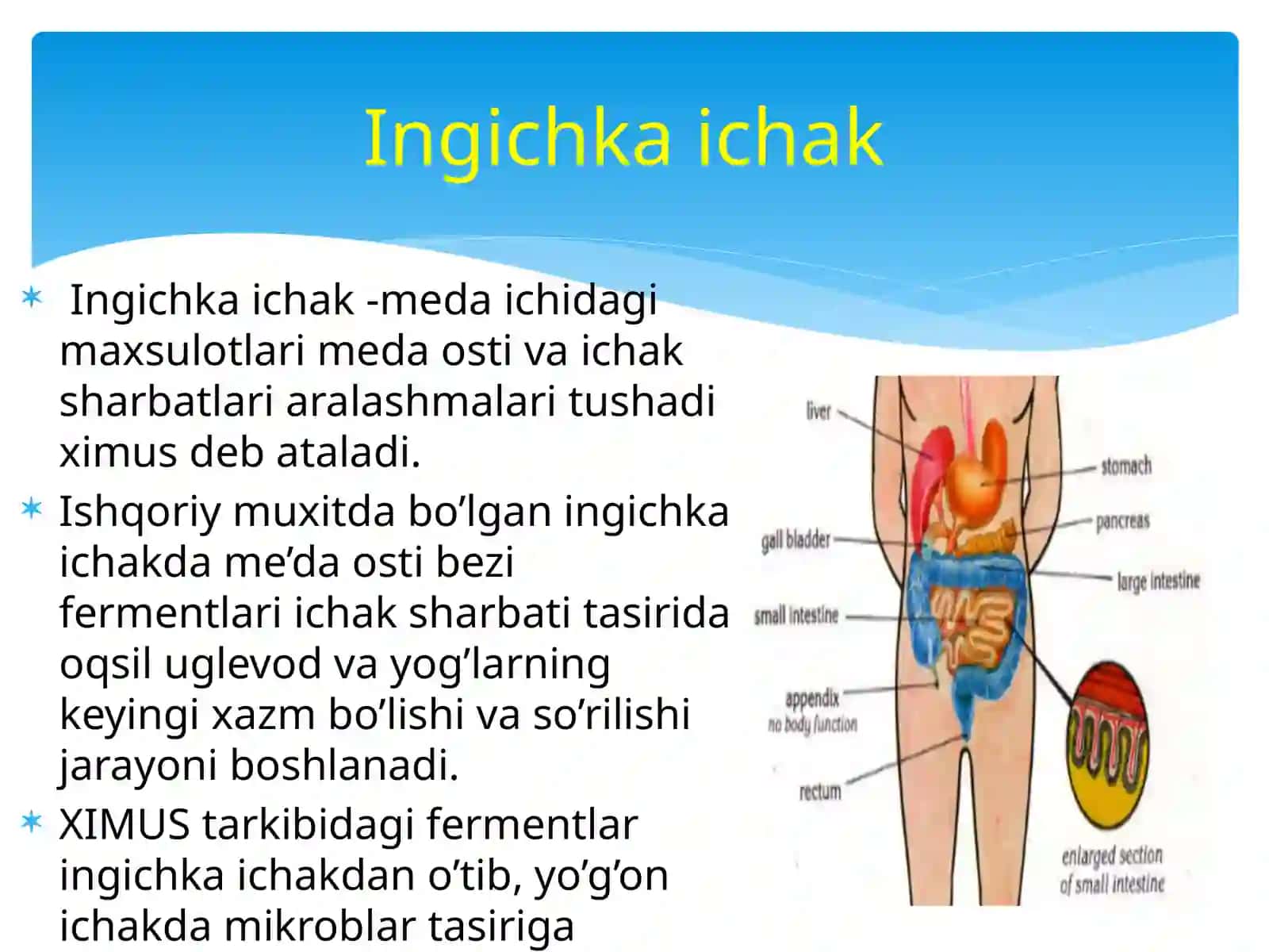 12 Barmoqli Ichak 3