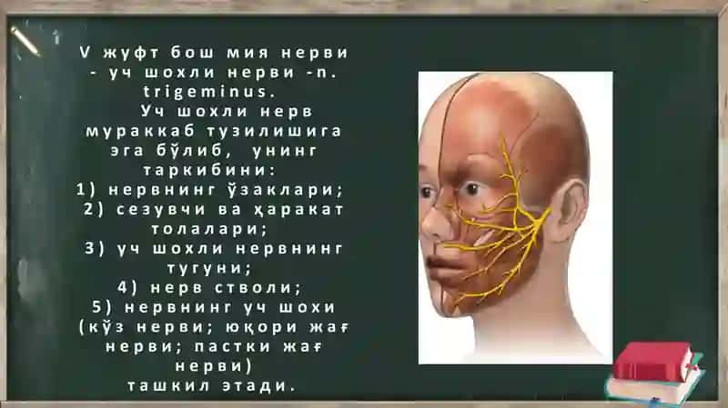 Uch shoxli nerv: o'zaklari, chiqish joylari, asosiy tarmoqlari va innvervatsiya soxalari 3