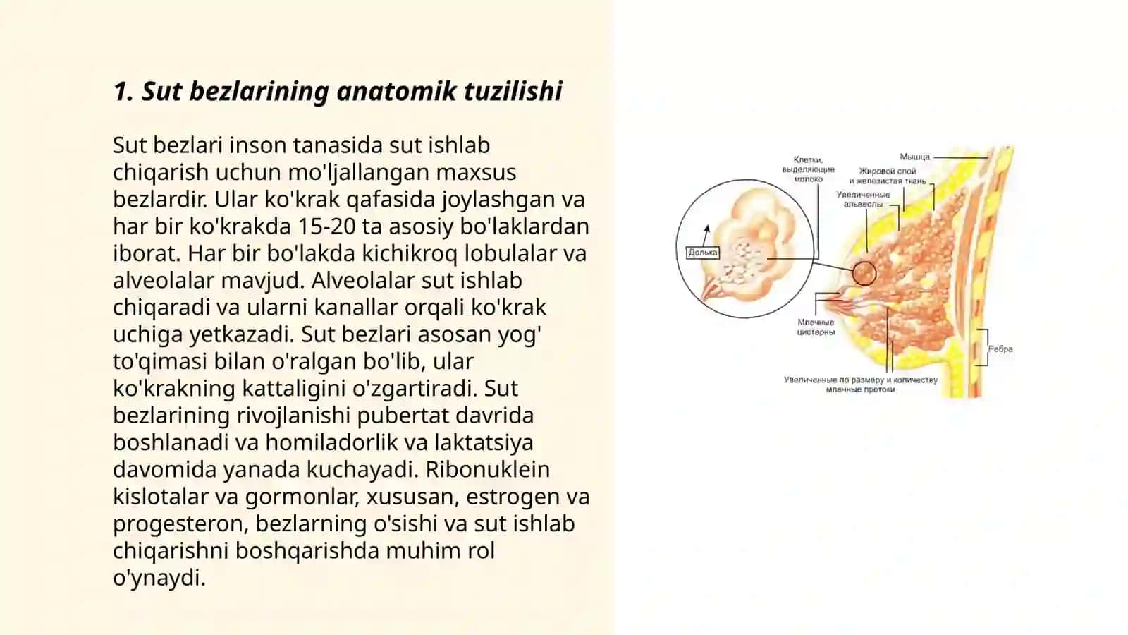 Sut bezlari faoliyatining boshqariluvi, sut bezlarining yoshga qarab oʻzgarishi 3