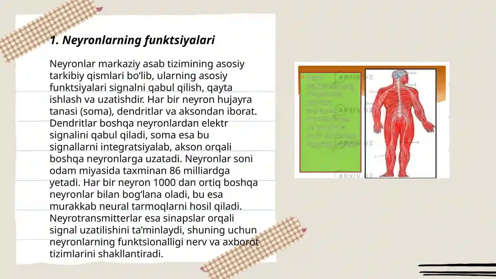 12. Nerv sistemasi neyron tuzilishi orqa miyyaning tuzilishi 3