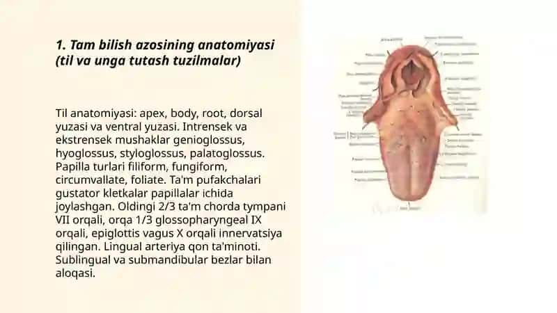 Ta'm bilish azolari anatomiyasi va histologiyasi 3