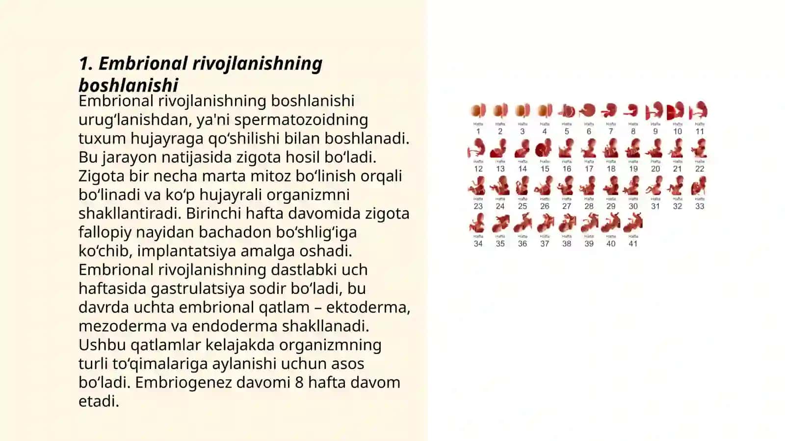 Embirional rivojlanish.gasturulatsiya maydalanish 3