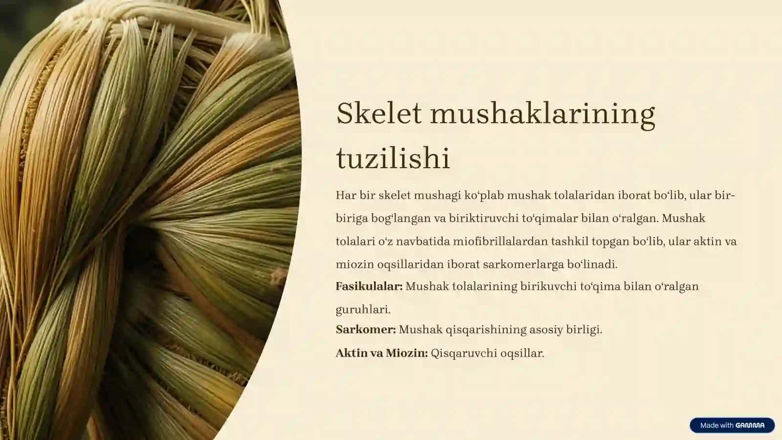 Mushaklar toʻgʻrisida umumiy maʼlumotlar va fiziologiyasi 3