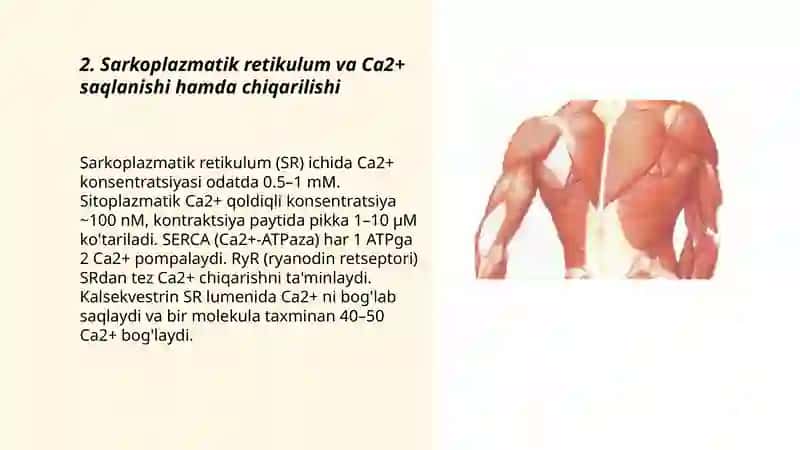 Mushak kontraksiyasini tartibga soluvchi ionlar va mediatorlar (Ca² Na K) 3