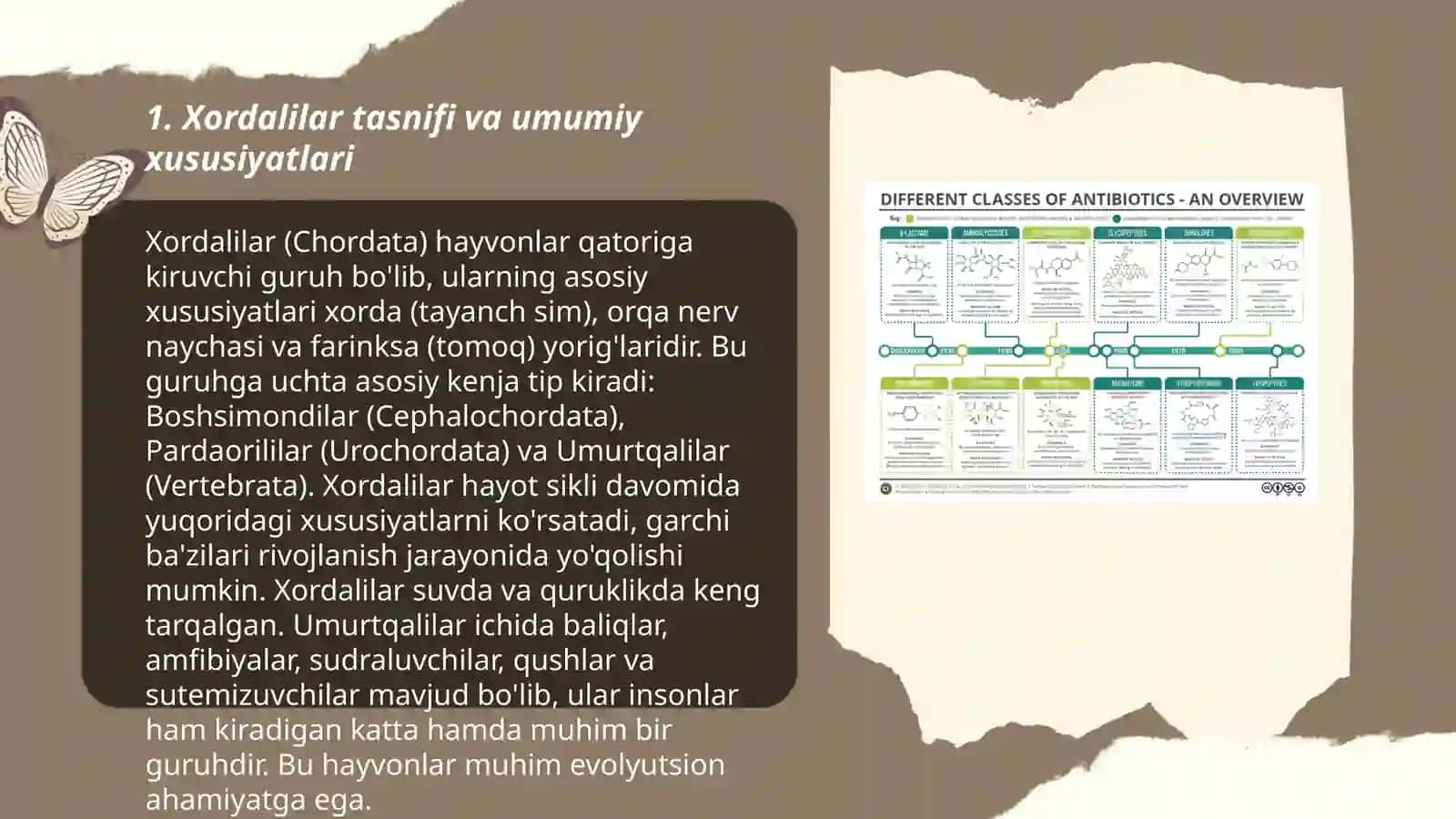 Xordalilarning muhim belgilari va ularning biologik ahamiyati 3
