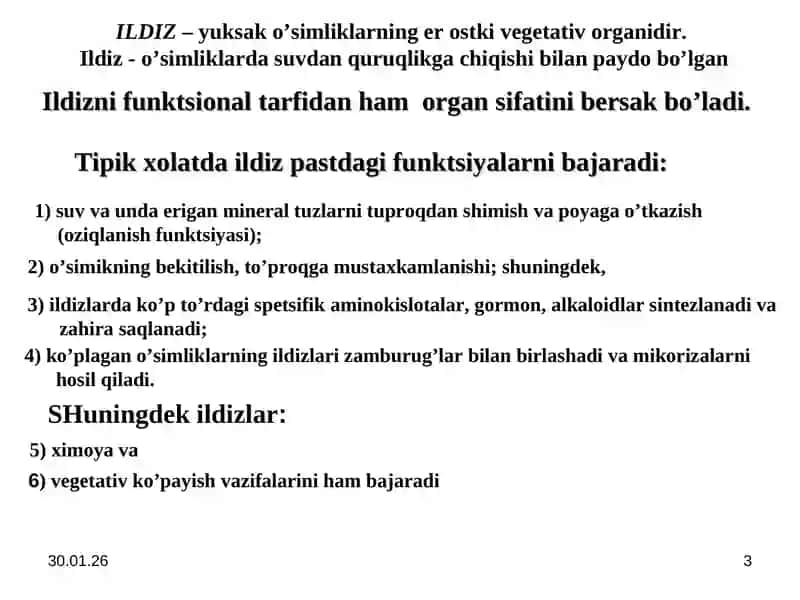 Ildiz va uning vazifasi, ildizning turlari 3